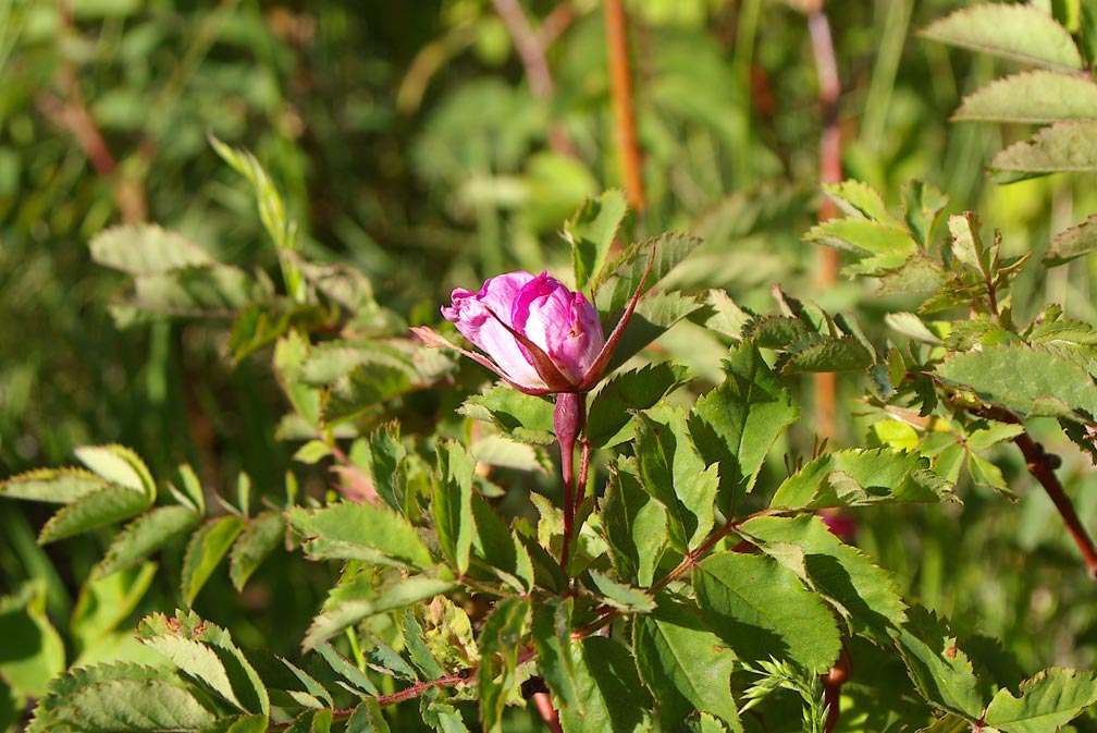 Rosa sp.